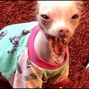 Meet your Posher, Ella